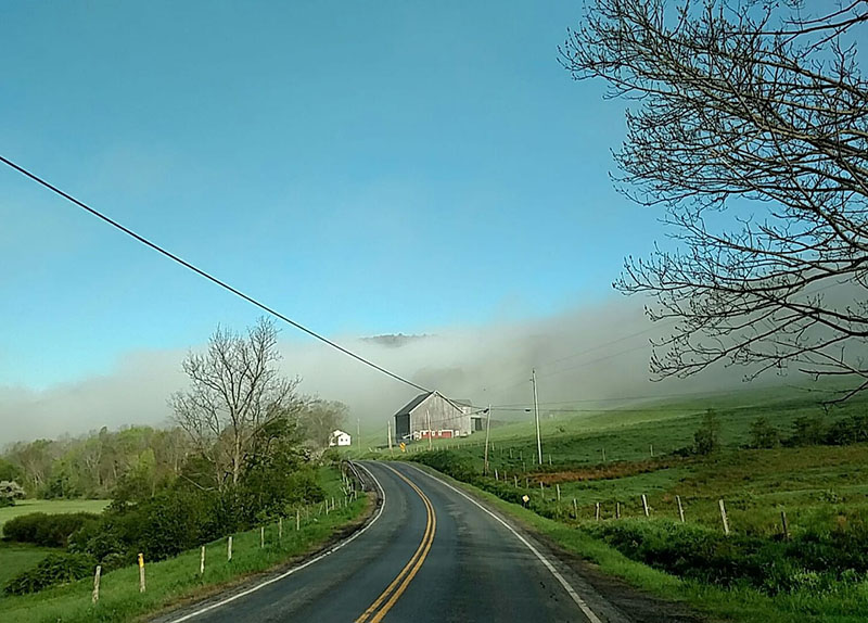 foggy farm morning