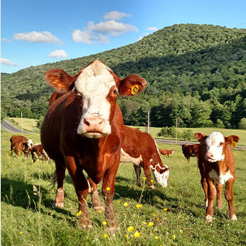 beef cattle grazing