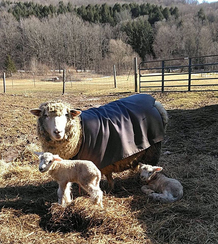 mama and baby sheep