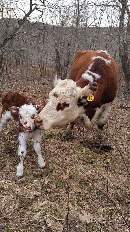 mama and baby calf